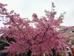 桜神宮の自然