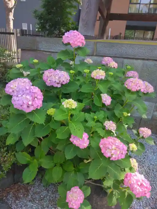 葛飾八幡宮(千葉県)