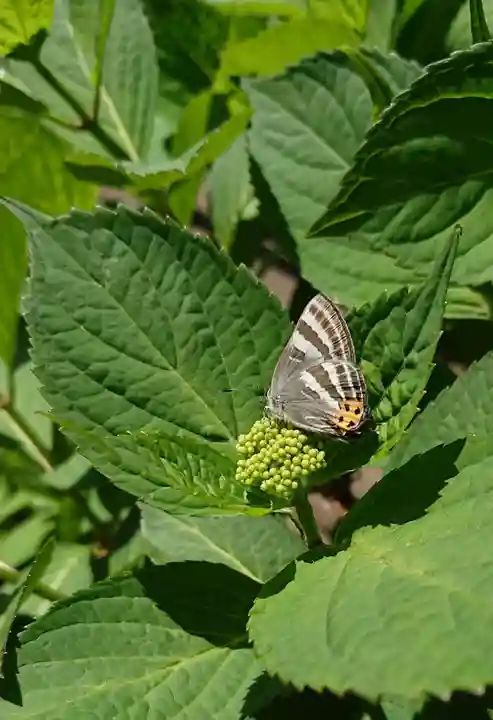 日吉八王子神社の動物