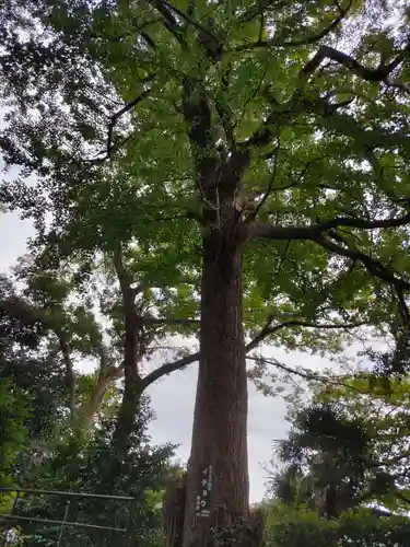 熊野神社（杉田・中原）(神奈川県)
