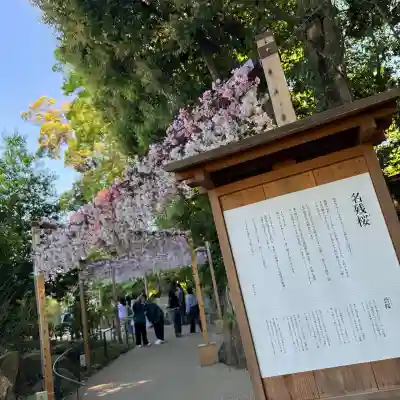 川越氷川神社の{uncategorized: "未分類", other: "その他", undefined: "問題あり", building: "その他建物", grave: "お墓", sacred_gate: "鳥居", guardian: "狛犬", statue: "像", buddha: "仏像", history: "歴史", nature: "自然", garden: "庭園", animal: "動物", pagoda: "塔", temizu: "手水舎", mountain_gate: "山門・神門", sanctuary: "本殿・本堂", subordinate: "末社・摂社", art: "芸術", scenery: "景色", jizo: "地蔵", ema: "絵馬", goshuin: "御朱印", omikuji: "おみくじ", items: "授与品その他", amulet: "お守り", goshuincho: "御朱印帳", eats: "食事", festival: "お祭り", votive_dance: "神楽", shichigosan: "七五三参", wedding: "結婚式", experience: "体験その他", initially: "初詣", around: "周辺", anti_infection: "感染症対策"}