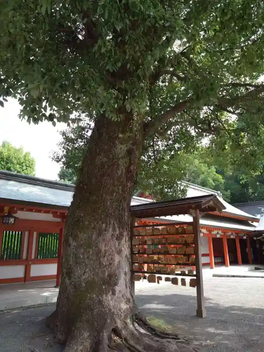 藤崎八旛宮(熊本県)