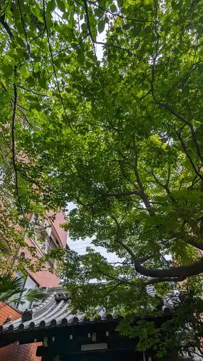 墨染寺(桜寺)(京都府)