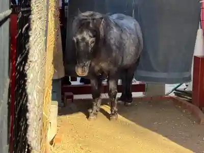 神田神社（神田明神）(東京都)