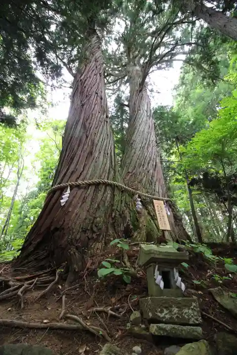戸隠神社火之御子社の自然