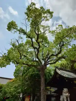 兵庫縣姫路護國神社(兵庫県)