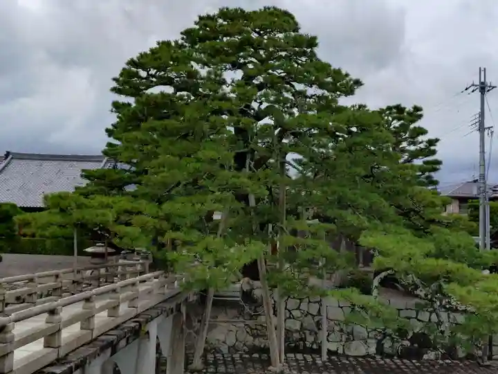 満月寺(浮御堂)の庭園
