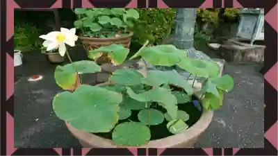 大日山神護院（新座観音）(埼玉県)