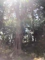 新溝神社の建物その他