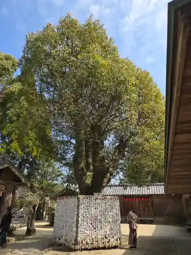櫻井神社(福岡県)