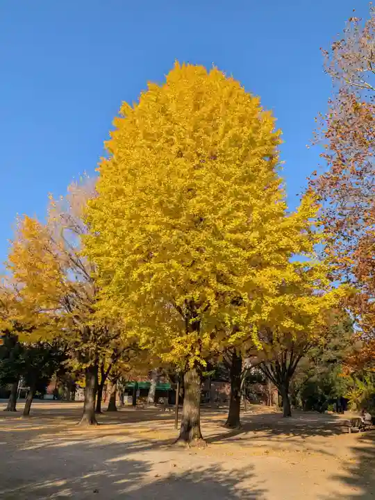 新井薬師(梅照院)(東京都)