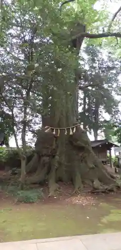 沓掛香取神社の自然
