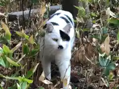 八剣宮（熱田神宮別宮）の動物