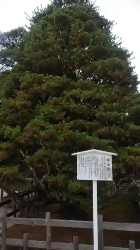賀茂御祖神社（下鴨神社）の自然
