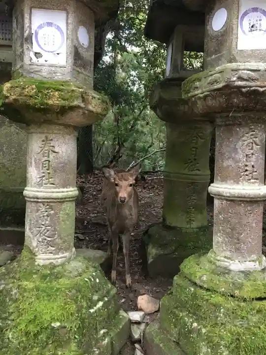 春日大社の動物