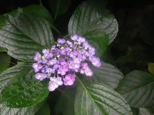 御霊神社の自然