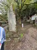 藤井寺(徳島県)