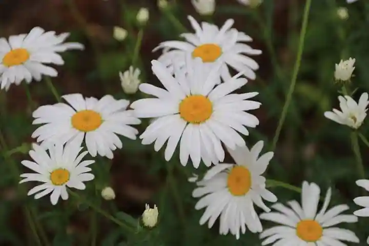 阿久津「田村神社」(郡山市阿久津町)旧社名:伊豆箱根三嶋三社の庭園