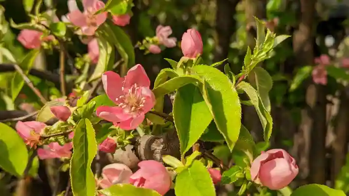 元祇園梛神社・隼神社(京都府)