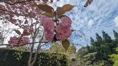 圓光寺(京都府)