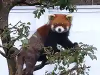 八幡神社(福井県)