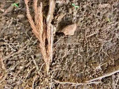 蓮沼神社(栃木県)