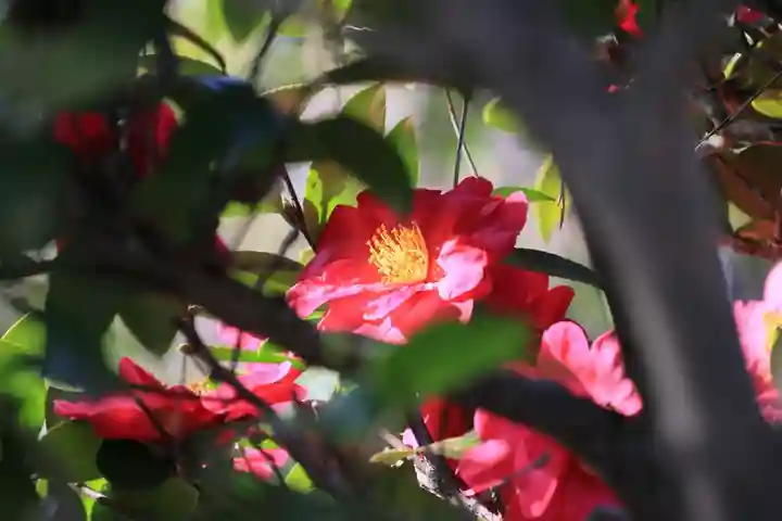 豊景神社の自然