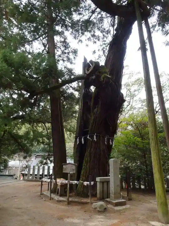 高倉神社の自然