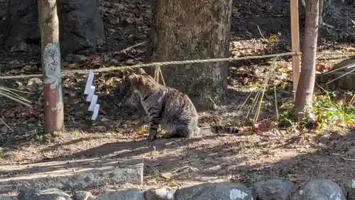 八坂神社(祇園さん)(京都府)
