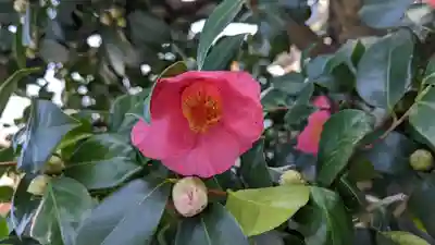 妙蓮寺(京都府)