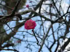 牛天神北野神社の自然