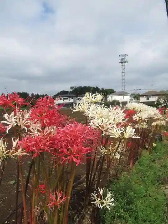 真光寺(千葉県)