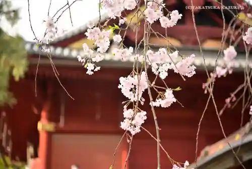 清水観音堂の自然