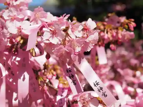 桜神宮の自然