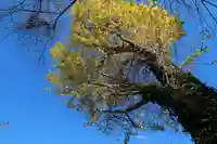 養蚕神社の自然