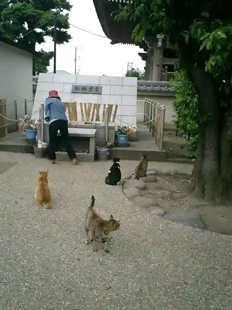 光明寺の動物
