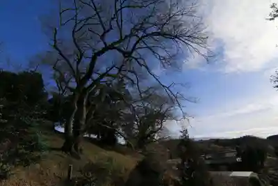 高木神社の自然