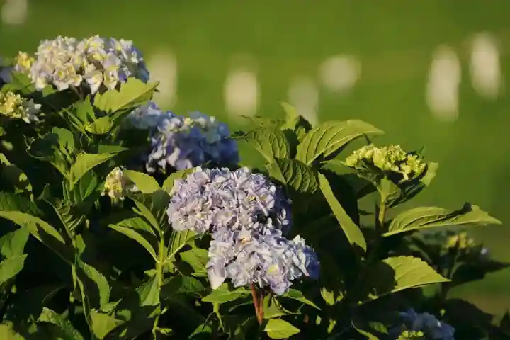 高屋敷稲荷神社の自然