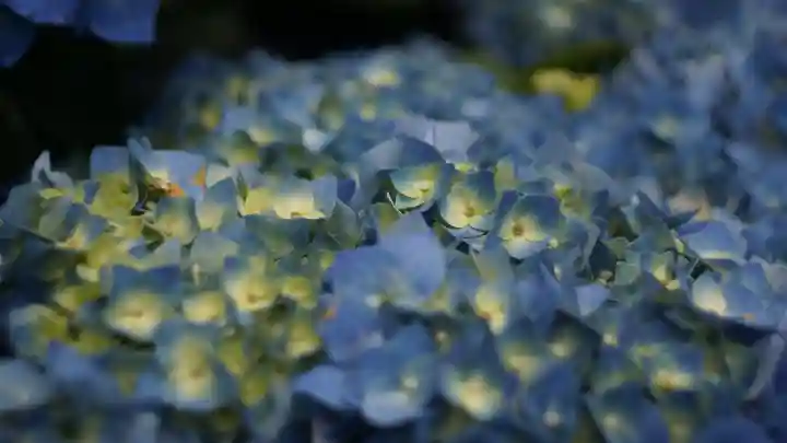 三室戸寺(京都府)
