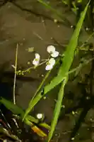 烏帽子杜三島神社(愛媛県)