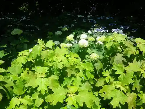 葛原岡神社の自然