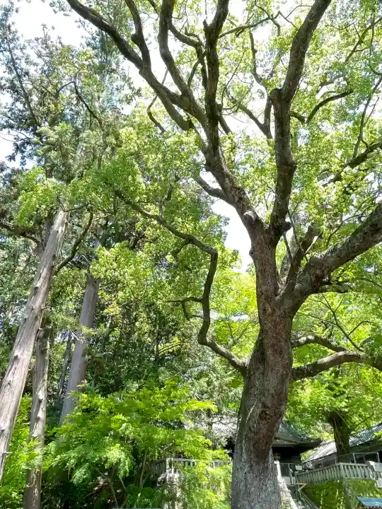 事任八幡宮の{uncategorized: "未分類", other: "その他", undefined: "問題あり", building: "その他建物", grave: "お墓", sacred_gate: "鳥居", guardian: "狛犬", statue: "像", buddha: "仏像", history: "歴史", nature: "自然", garden: "庭園", animal: "動物", pagoda: "塔", temizu: "手水舎", mountain_gate: "山門・神門", sanctuary: "本殿・本堂", subordinate: "末社・摂社", art: "芸術", scenery: "景色", jizo: "地蔵", ema: "絵馬", goshuin: "御朱印", omikuji: "おみくじ", items: "授与品その他", amulet: "お守り", goshuincho: "御朱印帳", eats: "食事", festival: "お祭り", votive_dance: "神楽", shichigosan: "七五三参", wedding: "結婚式", experience: "体験その他", initially: "初詣", around: "周辺", anti_infection: "感染症対策"}