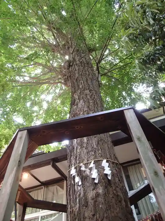 越谷香取神社の自然