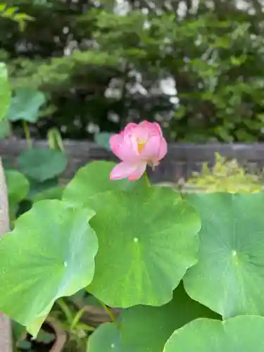 盛松寺の庭園