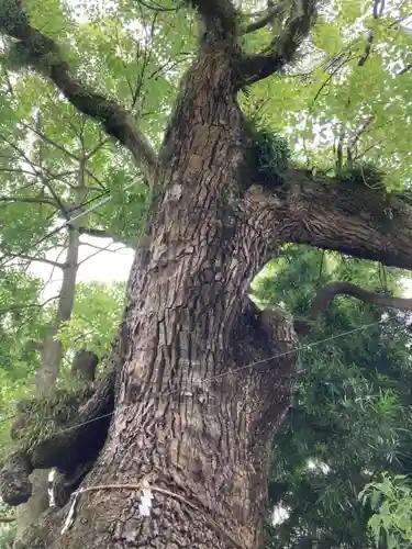 湯前神社の自然