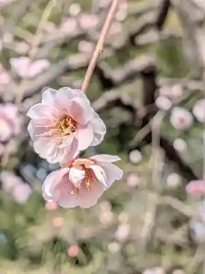 布多天神社(東京都)