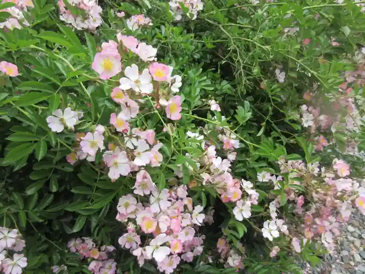 梅宮大社(京都府)