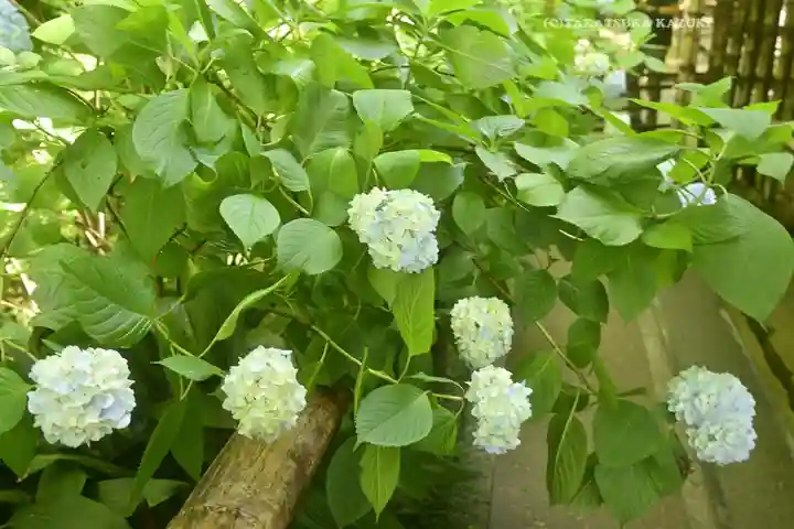 明月院(神奈川県)