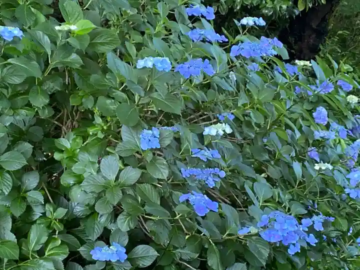 観音山慈眼院(高崎観音)の自然