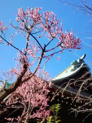桜神宮(東京都)